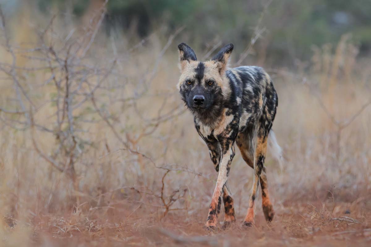 Visit Madikwe Private Game Reserve on a Luxury Safari South Africa